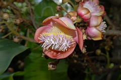 0225 Cairns Botanic Gardens